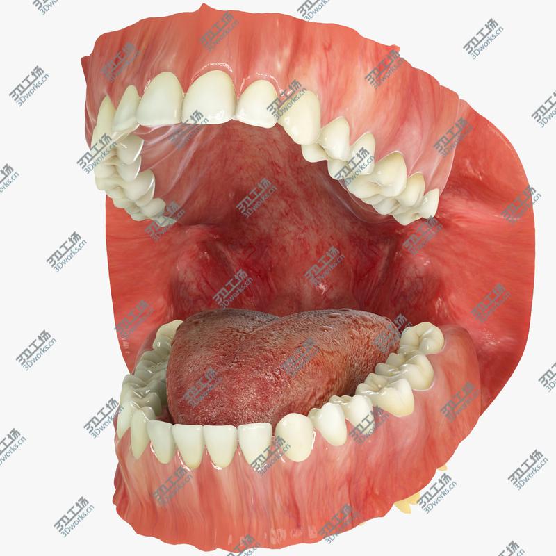 images/goods_img/20210114/Permanent Dentition with Gums/1.jpg